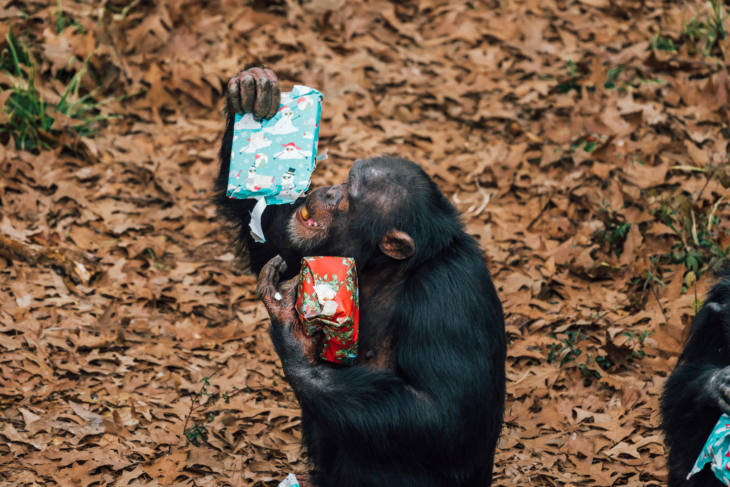 Seasonal Treats
