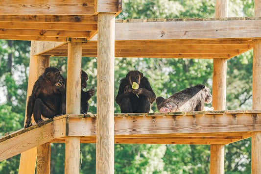 Play Structures