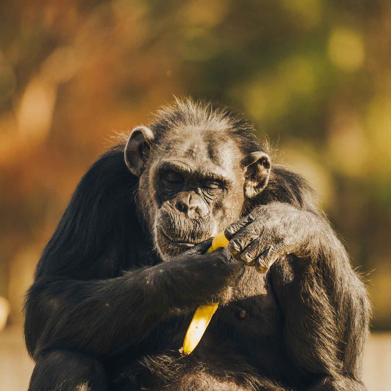 Bananas