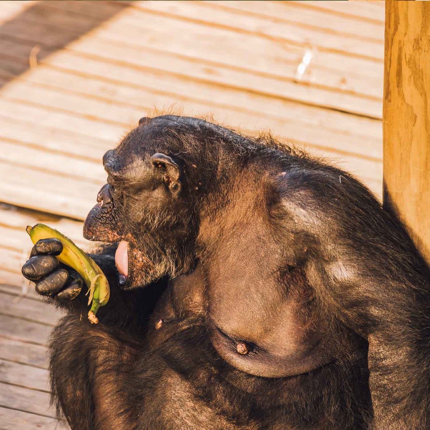 Bananas