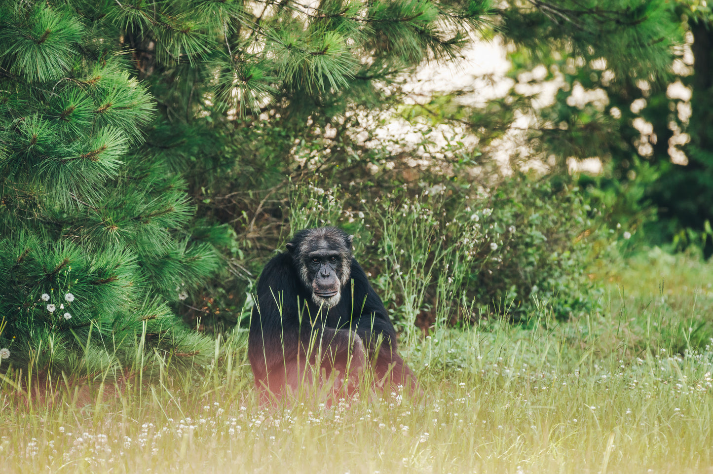 Forested Habitat