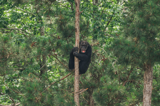 Forested Habitat