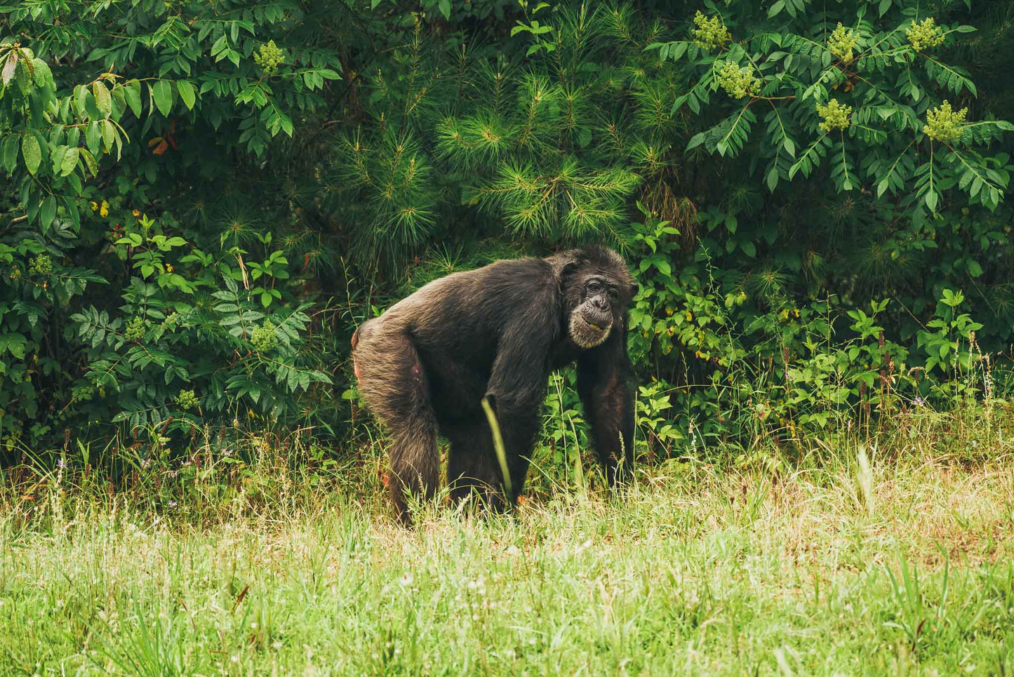 Forested Habitats