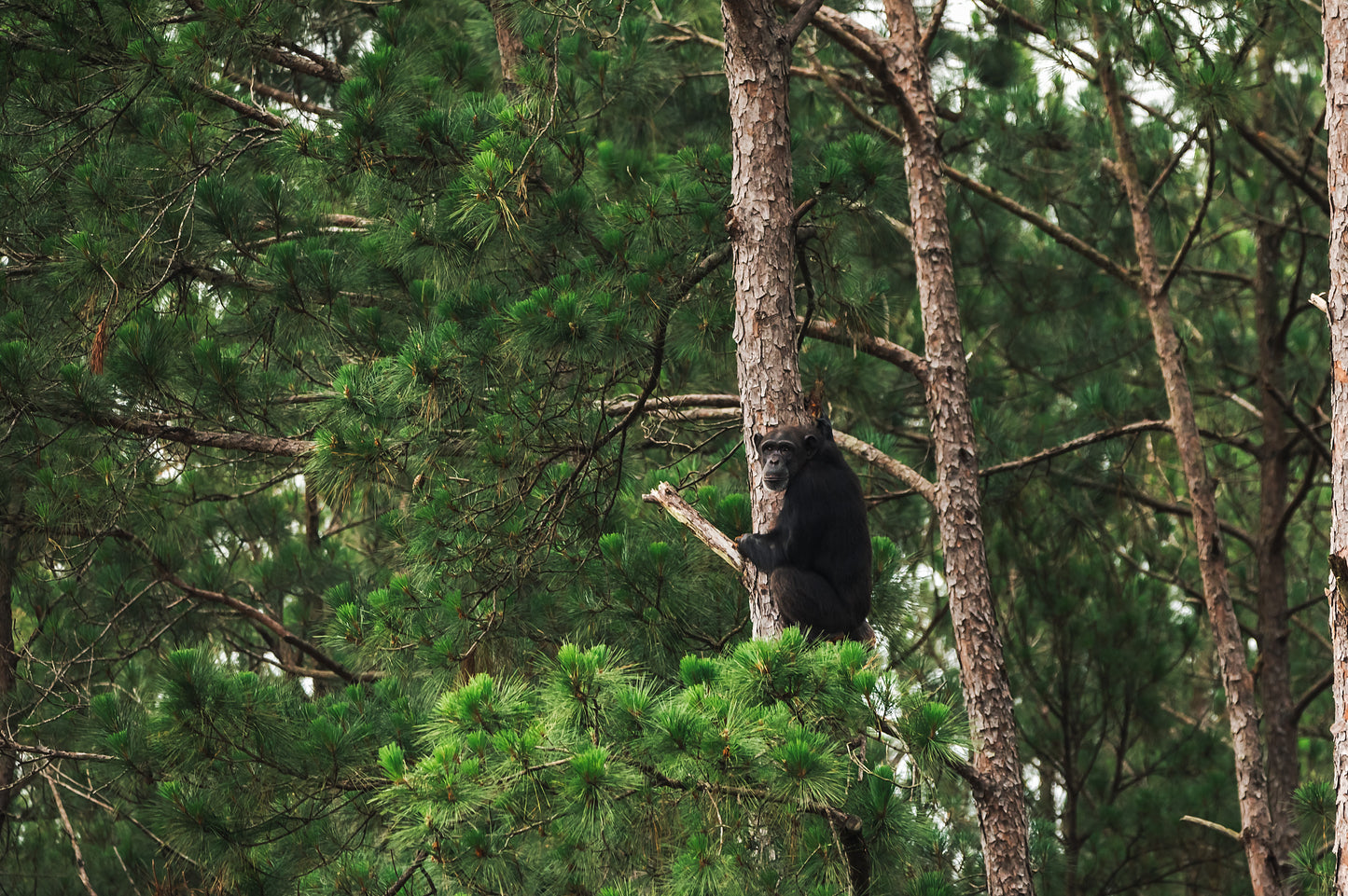 Forested Habitats