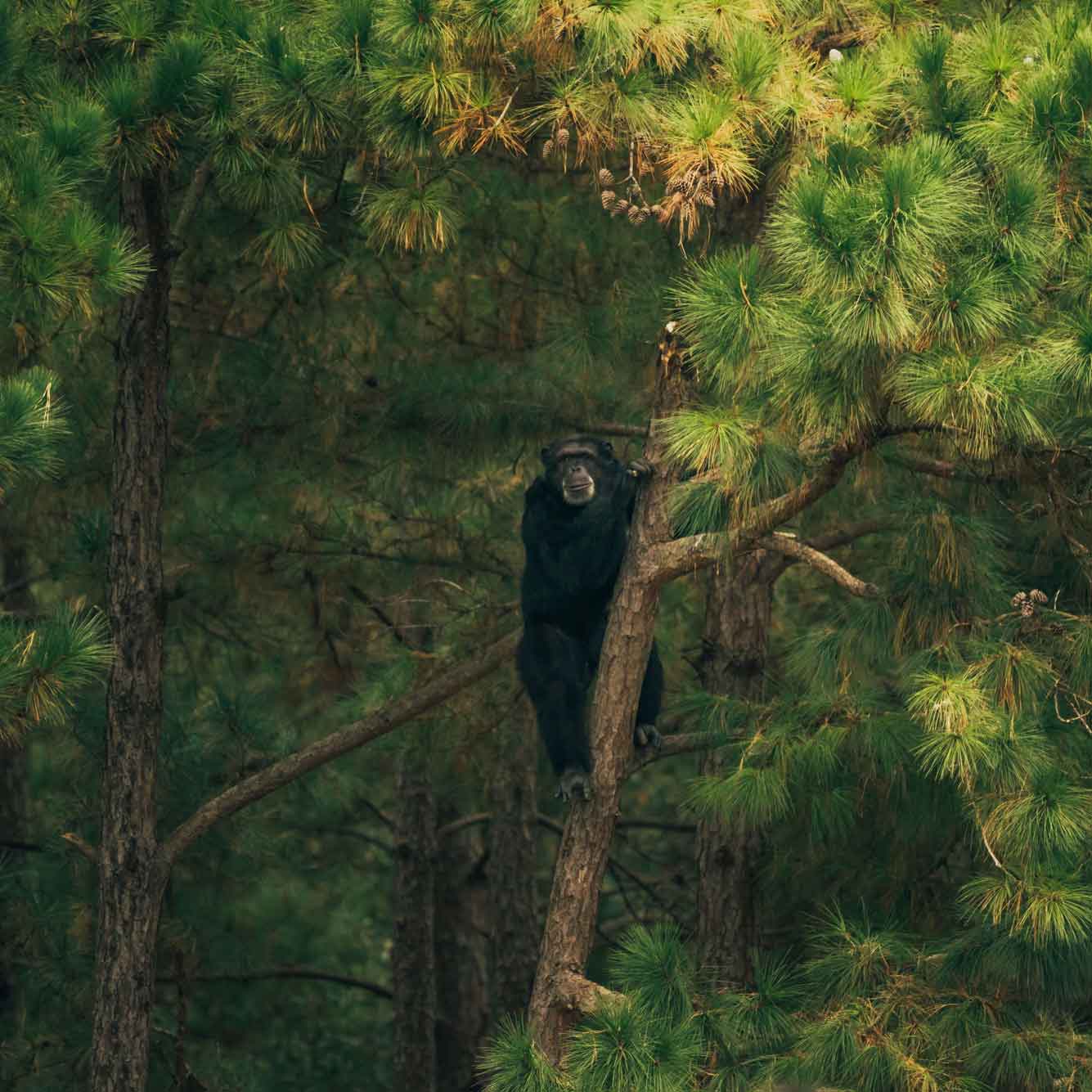 Forested Habitat