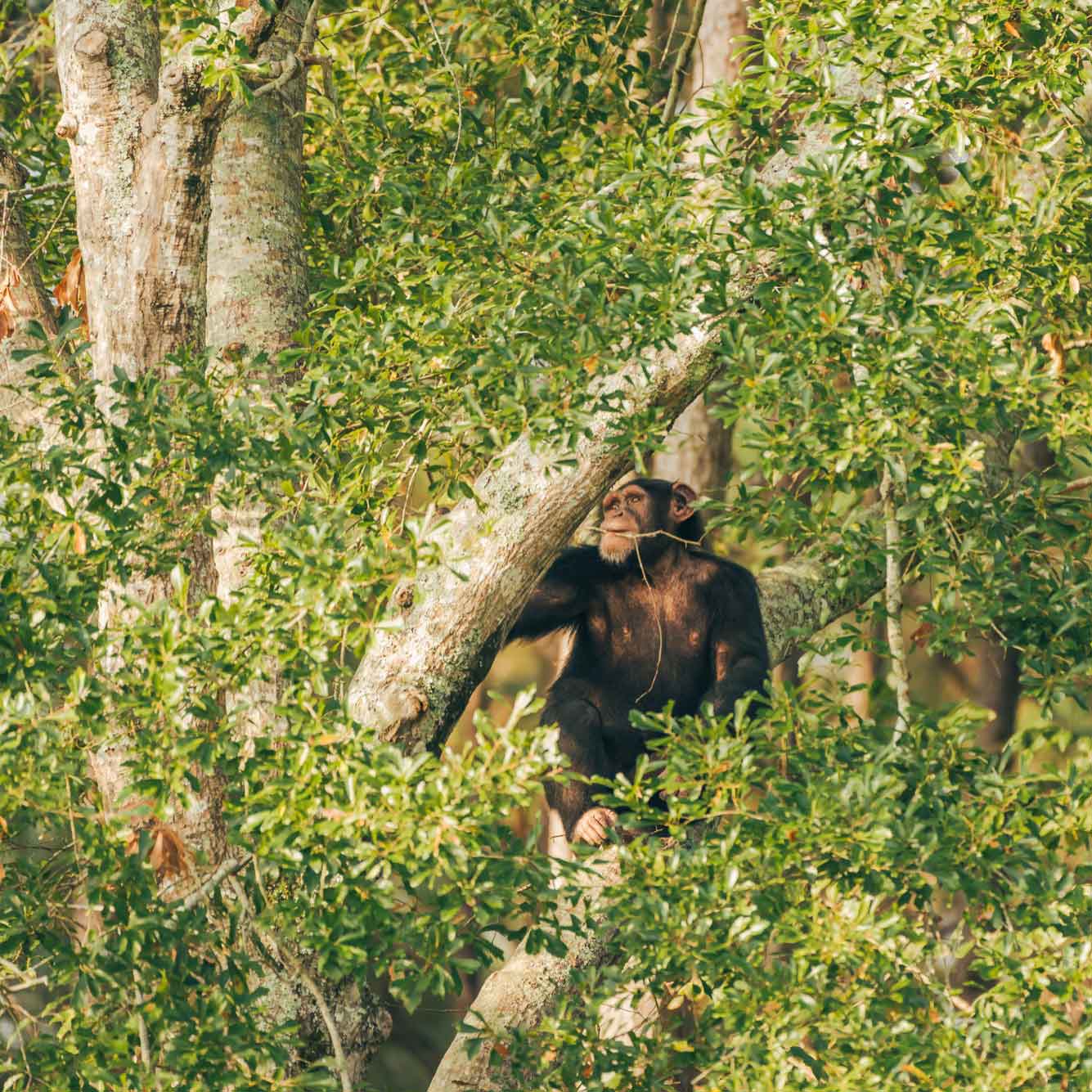 Forested Habitat