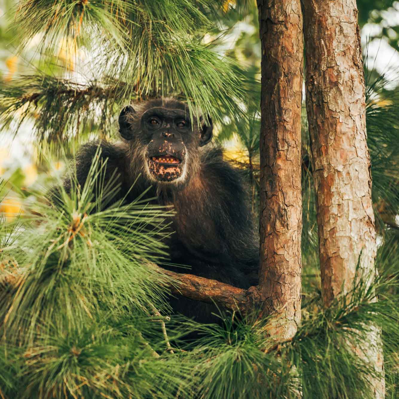 Forested Habitat